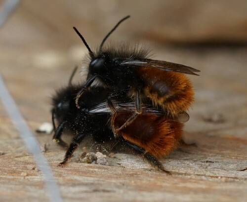 Im Brücker Park gibt es ein großes Wildbienenhotel. Wie man sieht, wird es auch zur Fortpflanzung genutzt.

Aufnameort: Brücker Park
Kamera: Sony Alpha 7/II