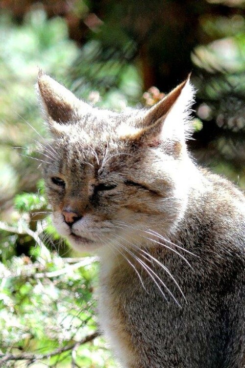 bald wieder auch in unseren heimischen Wäldern zu beobachten

Aufnameort: Lohberg
Kamera: Canon EOS 60 D