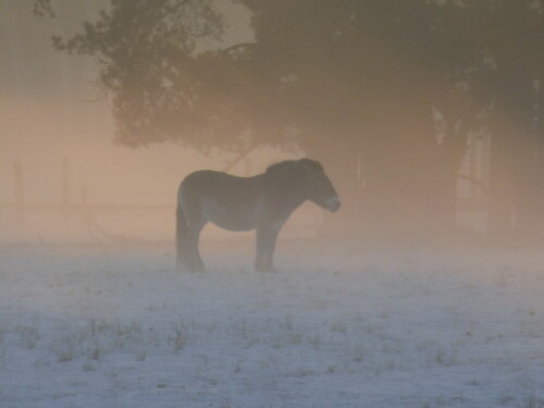 wildpferd-im-winternebel-15877.jpeg