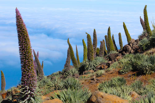 

Aufnameort: La Palma
Kamera: C