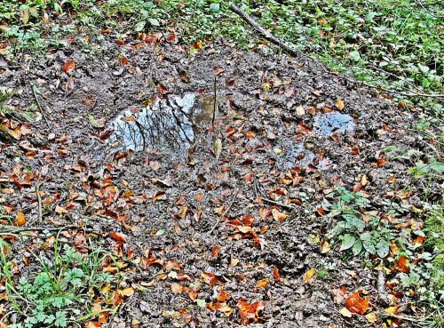 Auch Wildschweine versuchen z. B. durch ein Schlammbad ggf. Abkühlung oder weiteren Schutz vor Parasiten zu bekommen.
https://de.wikipedia.org/wiki/Wildschwein
https://de.wikipedia.org/wiki/Suhle

Aufnameort: Eiershausen Hirschbergwald nördlich der "Gisse"
Kamera: Canon EOS 1300D