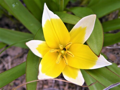 Diese hübsche Wildtulpe ist bei uns "wild" aufgegangen. Ich glaube sie heißt Damentulpe

Aufnameort: Lichtenau / Mfr.
Kamera: Panasonic Lumix TZ61