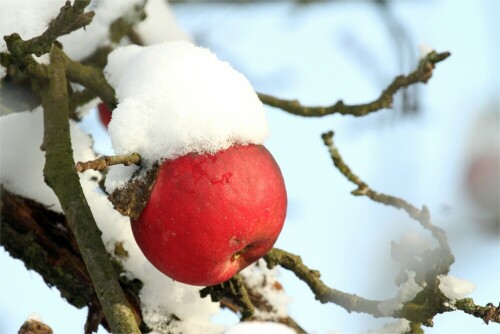 Endlich ist der Winter mit Schnee und Frost da. Dieser Apfel hing am 27.12.2014 am Baum

Aufnameort: Oberlausitz
Kamera: Canon Eos 7d, 400 mm Tele