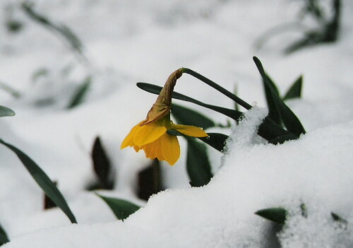 Winter gegen Frühling, alljährliches Duell.

Aufnameort: Im eigenen Garten
