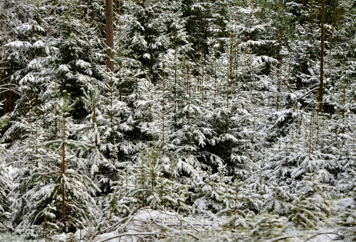 

Aufnameort: bei Obererlbach
Kamera: Nikon 7000