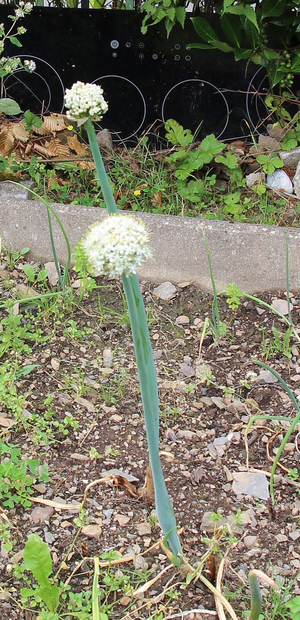 winterzwiebel-allium-fistulosum-l-17694.jpeg