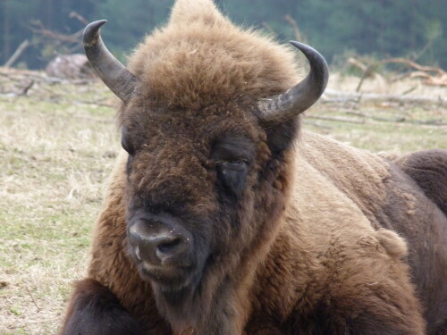 wisent-5614.jpeg