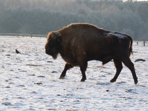 wisent-6876.jpeg