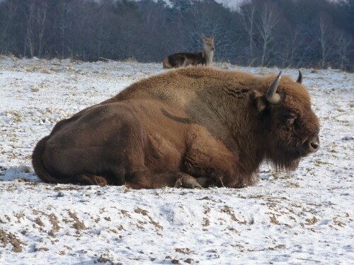 wisent-nach-fruhstuck-6887.jpeg