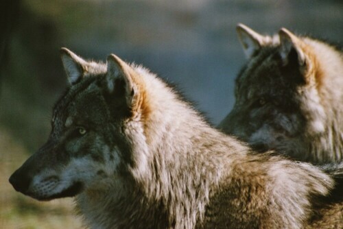 Zwei neugierige Jungwölfe

Aufnameort: Wildpark Schorfheide
Kamera: EOS 300D