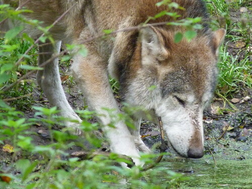 wolf-an-wasserstelle-13008.jpeg