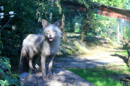 junger Wolf im Tierpark Lohberg/Bayer. Wald

Aufnameort: Lohberg
Kamera: Canon EOS 60 D