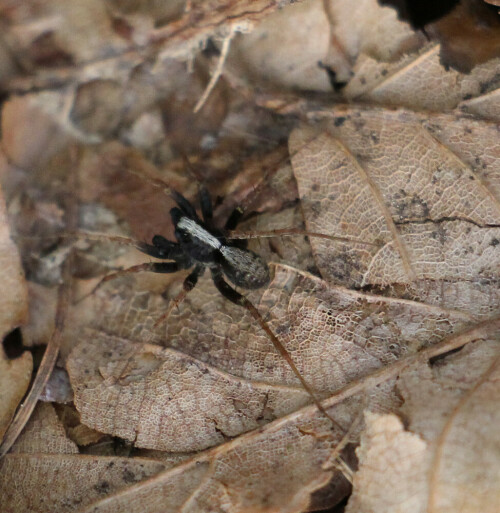 Die männliche Spinne ist oft kleiner als die weibliche.
http://de.wikipedia.org/wiki/Pardosa_lugubris

Aufnameort: Eiershausen Hirschbergwald
Kamera: Canon EOS 700D