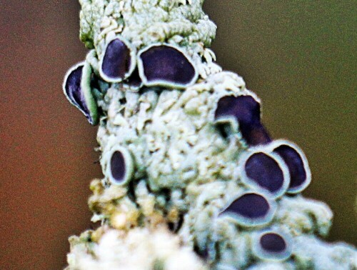 In Flechten leben Pilz und Alge bzw. Cyanobakterien in Symbiose miteinander, d. h. z. B. einer liefert die Nährstoffe(Salze, Wasser)(Alge),
der andere bietet Schutz vor Fressfeinden(Pilz).
Eine Art ist z. B. jene Art:
https://www.digital-nature.de/pflanzenwelt/flechten/physcia/detail/physcia.html

Aufnameort: Eiershausen Obst(Apfel)baum
Kamera: Canon EOS 1300D