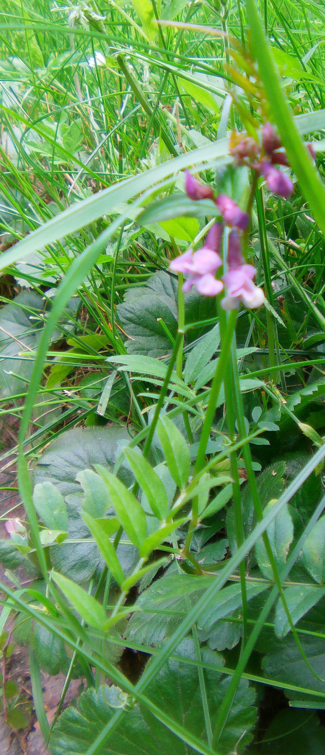 zaun-wicke-vicia-sepium-l-10938.jpeg