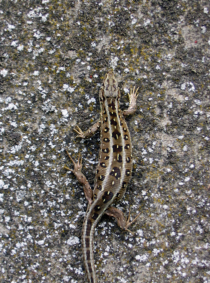 Zauneidechsen (Lacerta agilis) sind durch ihre Färbung ideal an den Untergrund in Wald und Feld angepasst. Durch die Maserung verschmelzen ihre Konturen mit der Umgebung und für ihre Feinde werden sie fast unsichtbar. Nur auf der mit Moos und Flechten bewachsenen Betonwand hatte ich überhaupt die Chance ein Exemplar zu entdecken, als es dort gerade senkrecht hoch kletterte.

Aufnameort: Königswald bei Potsdam
Kamera: Canon PowerShot A610