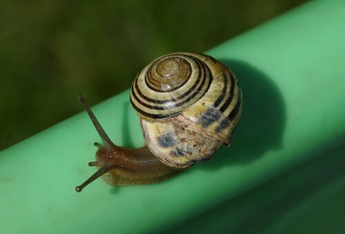 Diese Schnecke bewegte sich aus meiner Sicht gefährlich nahe am Rand des Kinderplanschbeckens, ich nahm sie weg und setzte sie ins grüne Gras. Nach Bestimmung der Art erkannte ich, dass es eine Wasserschnecke war, die sich wahrscheinlich gerne in das kühle Nass gestürzt hätte.

Aufnameort: Merheimer Gärten Köln
Kamera: Sony Alpha 7/II