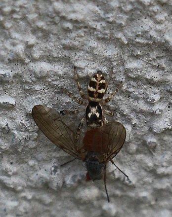 Die Wand hoch dürfte der Springspinne mit jener Beute nicht leicht gefallen sein?
https://de.wikipedia.org/wiki/Springspinnen

Aufnameort: Eiershausen Mauer
Kamera: Canon EOS 700D