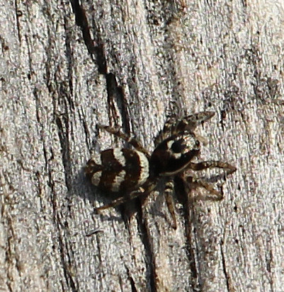 zebraspringspinne-salticus-scenicus-14242.jpeg