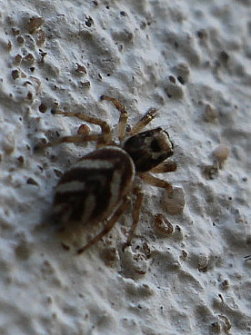 zebraspringspinne-salticus-scenicus-2-14583.jpeg