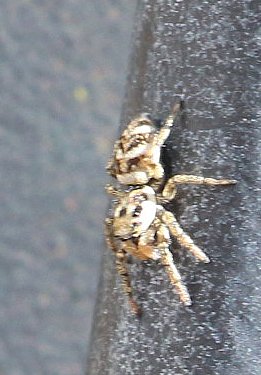 Eine bekannte Springspinnenart, die ihre Beute durch überraschendes Anspringen oft überwältigen kann.
https://de.wikipedia.org/wiki/Zebraspringspinne

Aufnameort: Eiershausen Treppe
Kamera: Canon EOS 700D