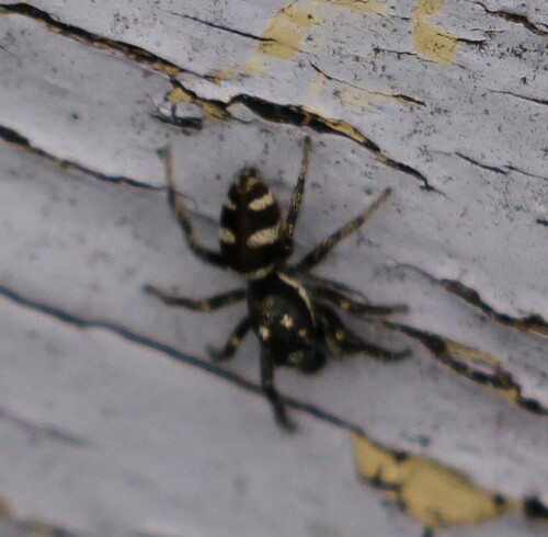 Eine auffällig gefärbte Springspinne, die in ihrer Körperzeichnung etwas an ein Zebra erinnern mag. Kennzeichnend für sie sind auch die beiden weißen Punkte in der Mitte ihres Vorderkörpers.
Sie springt ihre Beute überraschend an.
https://de.wikipedia.org/wiki/Zebraspringspinne

Videoclips hierzu:
https://www.youtube.com/watch?v=_cjQrcZhQmI
https://www.youtube.com/watch?v=Akoo6APUwhg
https://www.youtube.com/watch?v=gUPGDcI_Z0c
u. a.

Aufnameort: Eiershausen Garten
Kamera: Canon EOS 700D