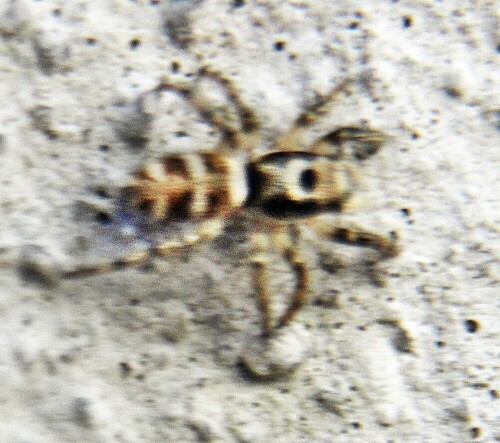 zebraspringspinne-salticus-scenicus-clerck-1757-20552.jpeg