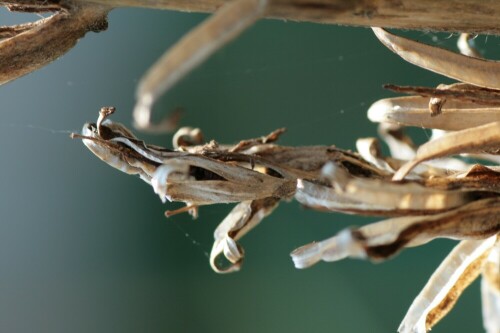 ausgetrocknetes Pflänchen, das seine Samen erfolgreich verteilt hat

Aufnameort: im Garten
Kamera: eos 400d tamron 90mm