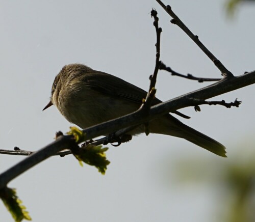 Diesen Vogel konnte ich nur anhand des Rufes sicher als Zilp Zalp bestimmen. Ohne diese akustische Hilfe hat man bei diesen Zwillingsarten keine Chance.

Aufnameort: Brück Merheimer Aue
Kamera: Sony Alpha 7/II