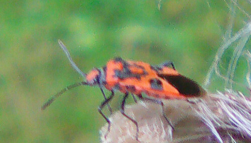 zimtwanze-corizus-hyoscyami-l-1758-13139.jpeg