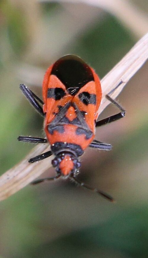 Eine rotschwarz gekennzeichnete Wanze, die zu den Glasflügelwanzen(Rhopalidae) gehört.
Ihrem Namen nach sollen sich geringfügig Zimtgeruch verströmen.
http://de.wikipedia.org/wiki/Zimtwanze

Aufnameort: Eiershausen Garten
Kamera: Canon EOS 700D