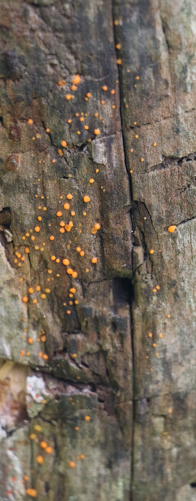 Ein Pilz auf Holz, dessen kleine Fruchtkörper an "Pusteln"(Bläschen) erinnern können.
https://de.wikipedia.org/wiki/Zinnoberroter_Pustelpilz
Bilder hierzu aus dem Internet:
https://www.ecosia.org/images?q=Zinnoberroter+Pustelpilz

Aufnameort: Eiershausen Wegrand Hirschbergwald
Kamera: Canon EOS 700D