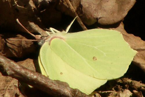 Ein allgemein ziemlich bekannter Schmetterling.
http://de.wikipedia.org/wiki/Zitronenfalter

Aufnameort: Simmersbach Abt. 229
Kamera: Medion Digitaler Full-HD-Camcorder mit Touchscreen Medion Life