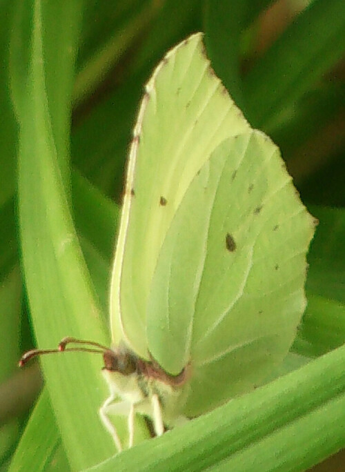 zitronenfalter-gonepteryx-rhamni-l-1758-11808.jpeg