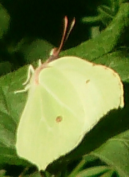 Der Zitronenfalter gehört zu den Weißlingen(Pieridae).
Er wurde als Insekt des Jahres 2002 gewählt.
http://de.wikipedia.org/wiki/Zitronenfalter

Aufnameort: Eiershausen Garten
Kamera: Digitaler Full-HD-Camcorder mit Touchscreen Medion Life