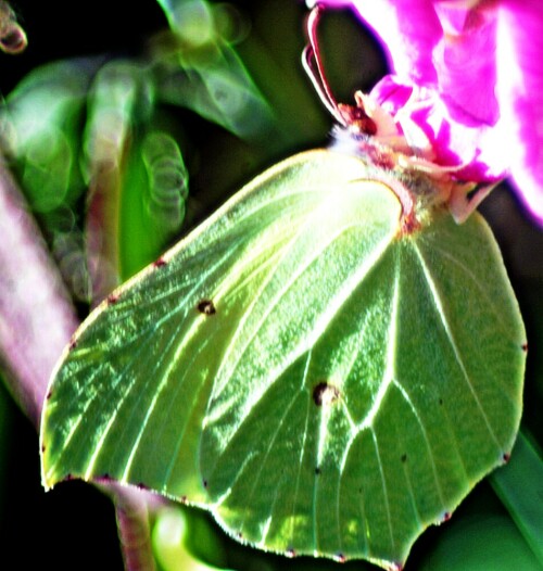 zitronenfalter-gonepteryx-rhamni-l-1758-21074.jpeg