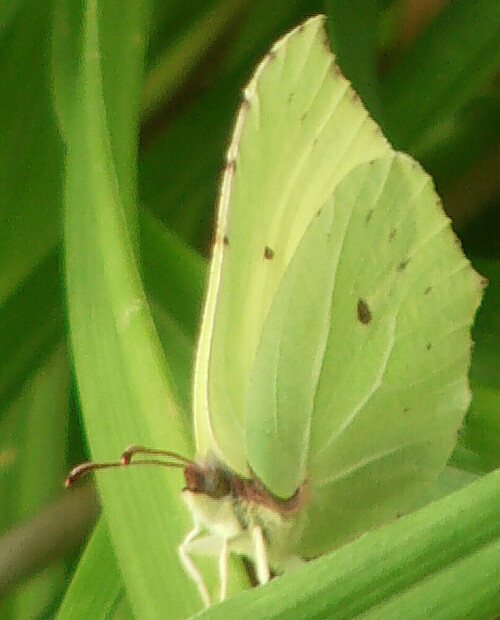 Der Zitronenfalter ist ein Schmetterling im Sommer, der auch ziemlich bekannt ist.
Verwechslungsmöglichkeiten - wenn überhaupt- gibt es vielleicht mit ähnlichen Faltern wie Gelblingen(z. B. Postillion oder Goldener Acht). Jedoch sind jene Falter vergleichsweise seltener.
http://de.wikipedia.org/wiki/Zitronenfalter

Aufnameort: Eiershausen Garten
Kamera: Medion Digitaler Full-HD-Camcorder mit Touchscreen Medion Life