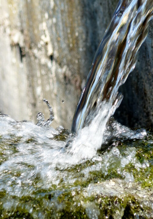 zufallsbild-das-wassermannchen-16061.jpeg