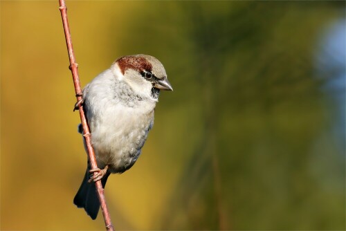 zum-tag-der-wintervogel-feldsperling-im-busch-9375.jpeg