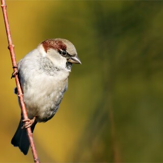 zum-tag-der-wintervogel-feldsperling-im-busch-9375