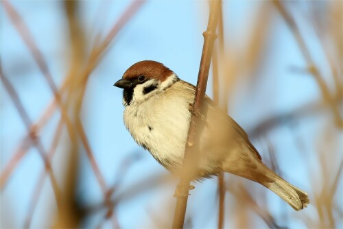 zum-tag-der-wintervogel-feldsperling-im-busch-9435.jpeg