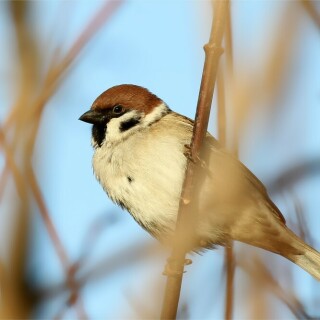 zum-tag-der-wintervogel-feldsperling-im-busch-9435