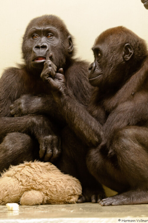 Die beiden Gorillajungs Monza (geb. im Zoo La Palmyre, Frankreich) und Upala (geb. im Zoo Heidelberg) wachsen gemeinsam in der Menschenaffen-Aufzuchtation der Wilhelma auf, da ihre leiblichen Mütter nicht in der Lage waren, sie vor Angriffen und Verletzungen durch andere Familienmitglieder zu schützen.

Aufnameort: DEU, BW, Stuttgart, Wilhelma
Kamera: Nikon D300, Sigma 120-400