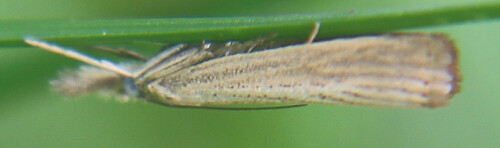 zunsler-agriphila-poliellus-17695.jpeg