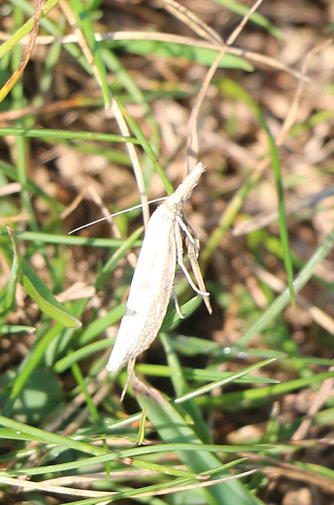 zunsler-agriphila-vermutlich-straminella-14840.jpeg