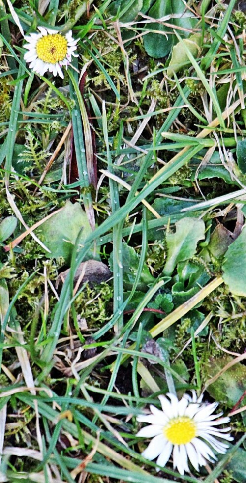 Das Gänseblümchen gehört zu den Korbblütlern(Asteraceae).
Es zählt zu den Pflanzenarten, die in Mitteleuropa ziemlich bekannt sind.
https://de.wikipedia.org/wiki/Gänseblümchen

Aufnameort: Eiershausen Garten
Kamera: Canon EOS 1300D