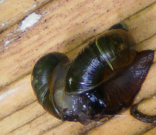 Wenn sich zwei "näher" kommen...
http://de.wikipedia.org/wiki/Bernsteinschnecken

Aufnameort: Eiershausen Schwarzbachtal
Kamera: Medion Digitaler Full-HD-Camcorder mit Touchscreen Medion Life