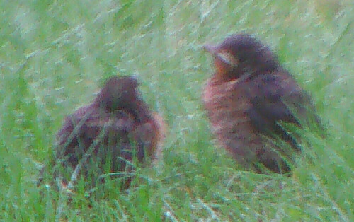 Gerade einmal "flügge" geworden
http://de.wikipedia.org/wiki/Amsel

Aufnameort: Eiershausen Gemeindewiese
Kamera: Medion Digitaler Full-HD-Camcorder mit Touchscreen Medion Life