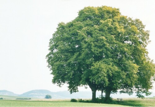 Auf freiem Feld tragen die beiden noch jungen Winterlinden eine gemeinsame Kugelkrone und beschirmen damit das zwischen ihnen stehende, hölzerne Kruzifix.

Aufnameort: Hirrlingen, Kreis Tübingen
Kamera: Yashica FX-D, Bj. 1980; Obj. 50 mm