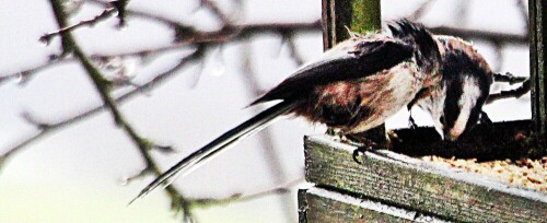 Schwanzmeisen sind kleine Sperlingsvögel und gehören zur Familie der
Schwanzmeisen.
https://de.wikipedia.org/wiki/Sommerlinde

Aufnameort: Eiershausen Garten
Kamera: Canon EOS 1300D